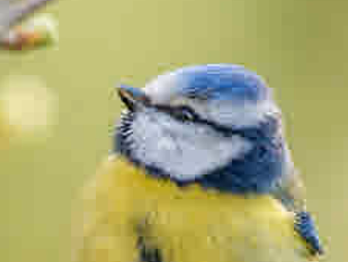A cropped detailed view of an image encoded with SIC lossy image codec