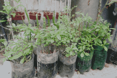 Time Lapse of Plants Going to Sleep